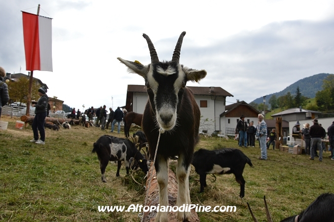 7°  esposizione Capra Pezzata Mochena - Centrale di Bedollo 2013