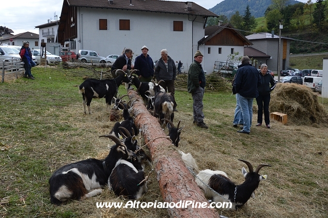 7°  esposizione Capra Pezzata Mochena - Centrale di Bedollo 2013