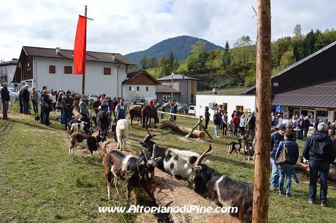 7°  esposizione Capra Pezzata Mochena - Centrale di Bedollo 2013