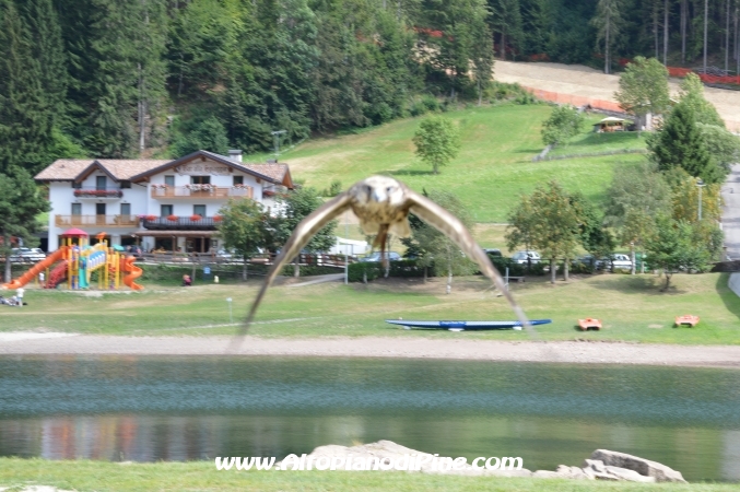 Capusati Summer Fest 2013 - Campolongo