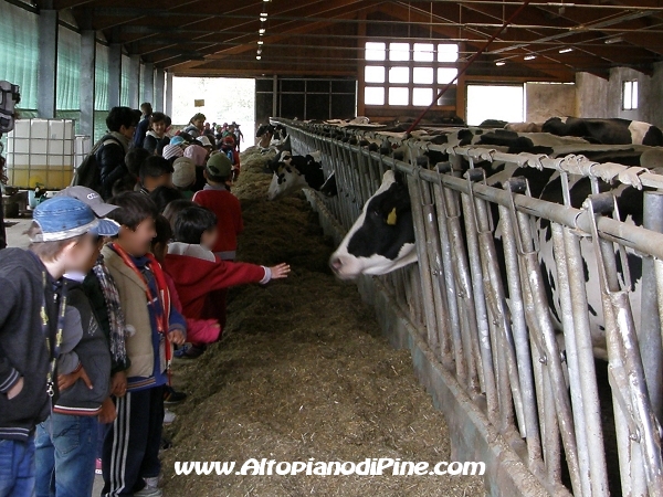 Gemellaggio Fossoli-Miola 2013 - la visita alla stalla