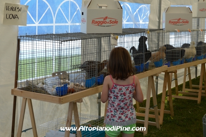 Gi'Oca Piné 2014