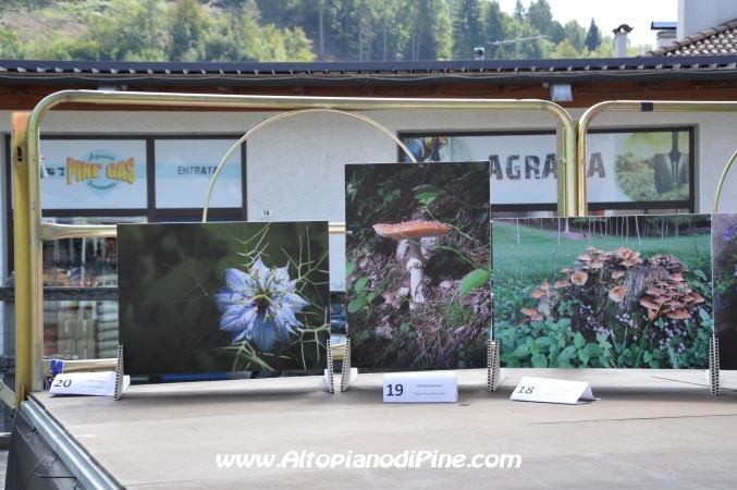 Fiera del fungo - Baselga di Piné agosto 2014