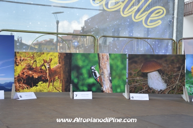 Fiera del fungo - Baselga di Piné agosto 2014