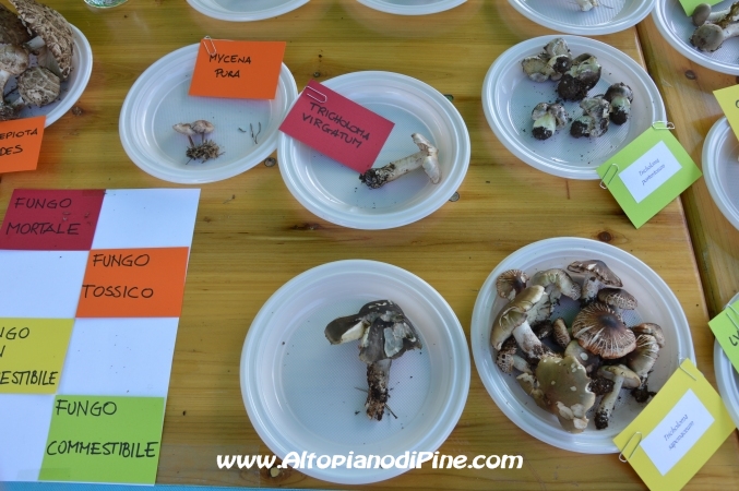 Fiera del fungo - Baselga di Piné agosto 2014