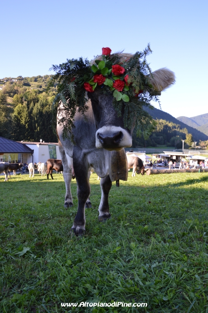 Desmalgada 2014 - Centrale di Bedollo