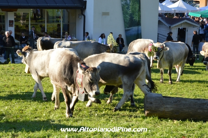 Desmalgada 2014 - Centrale di Bedollo