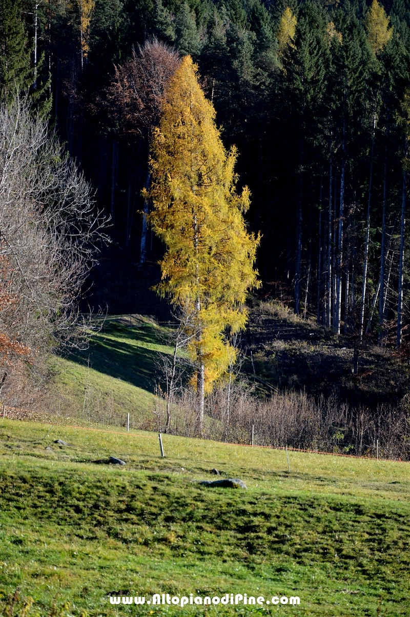 Autunno 2015