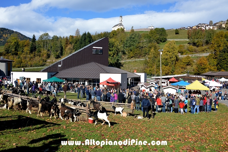 11°  mostra provinciale Capra Pezzata Mochena - Centrale di Bedollo 2017
