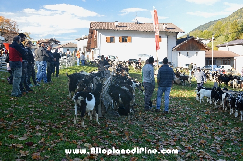 11°  mostra provinciale Capra Pezzata Mochena - Centrale di Bedollo 2017