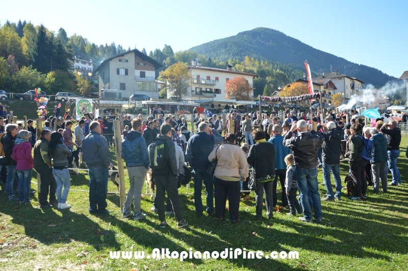 11°  mostra provinciale Capra Pezzata Mochena - Centrale di Bedollo 2017
