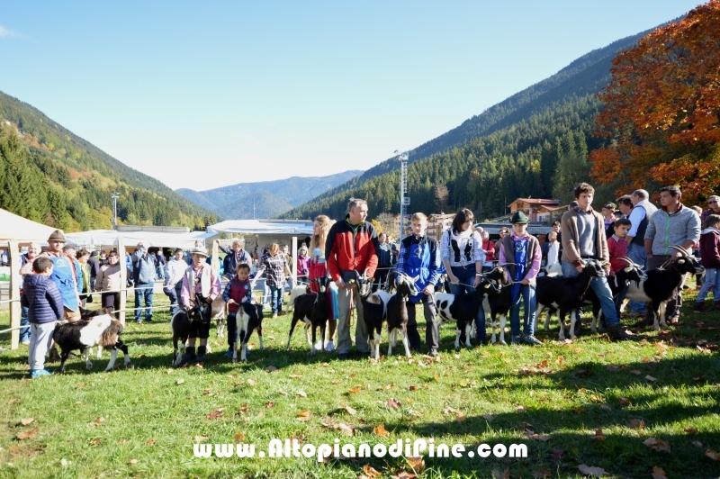 11°  mostra provinciale Capra Pezzata Mochena - Centrale di Bedollo 2017