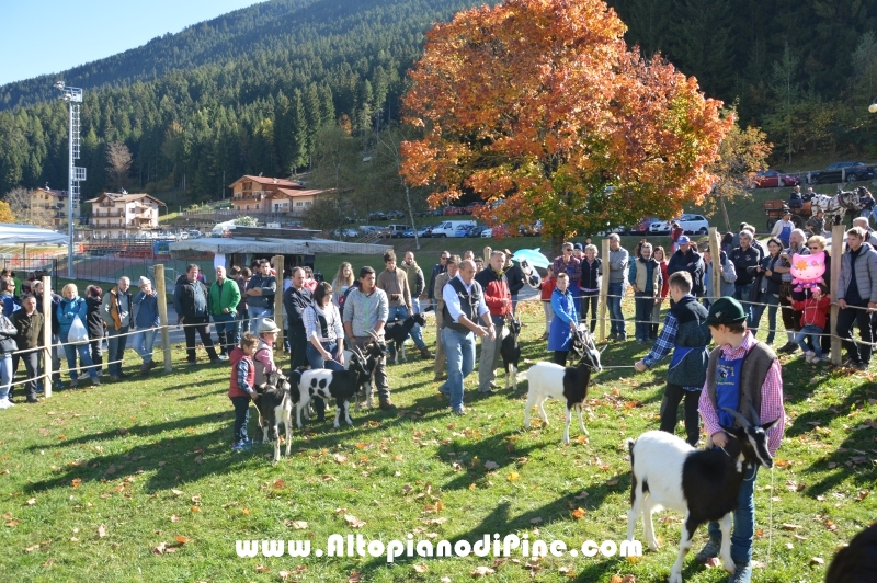 11°  mostra provinciale Capra Pezzata Mochena - Centrale di Bedollo 2017