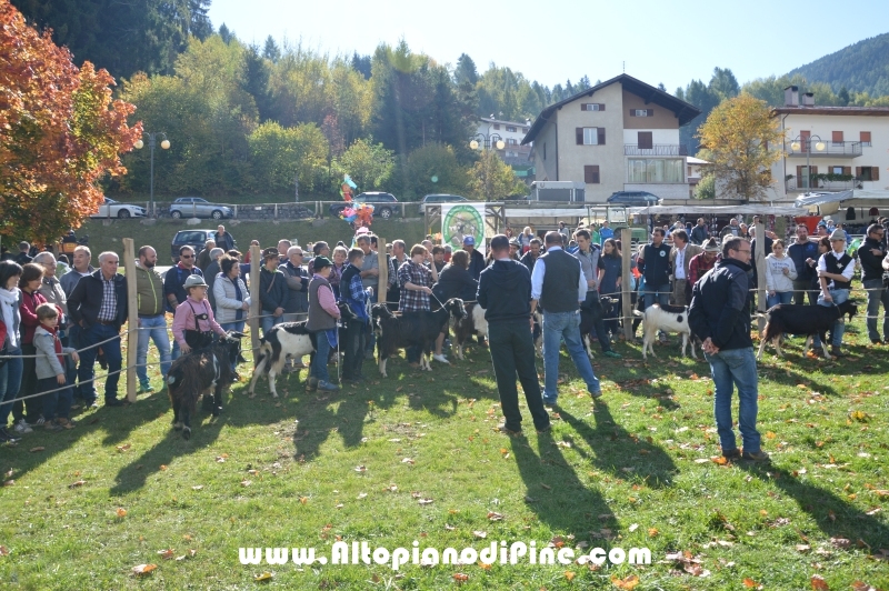 11°  mostra provinciale Capra Pezzata Mochena - Centrale di Bedollo 2017