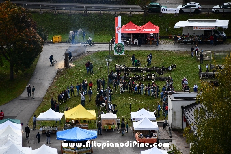 12°  mostra provinciale Capra Pezzata Mochena - Centrale di Bedollo 2018