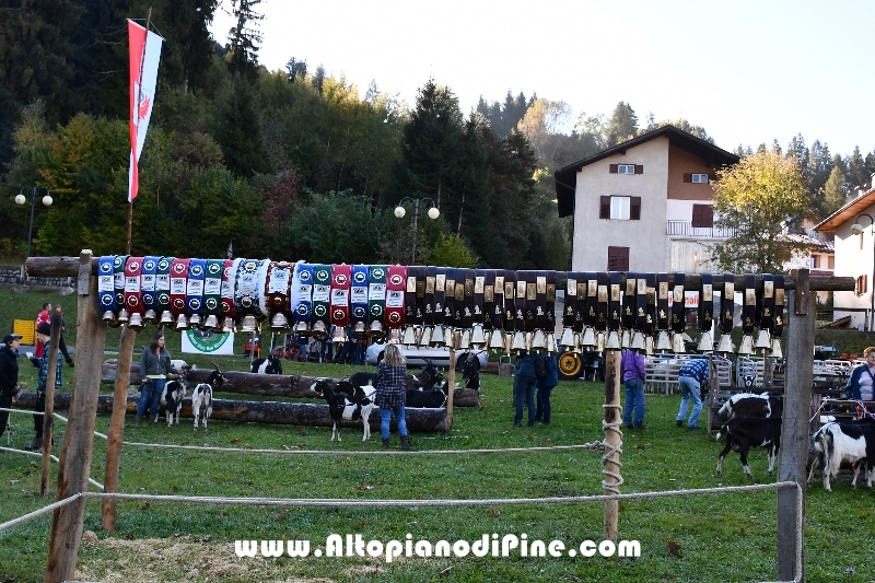 12°  mostra provinciale Capra Pezzata Mochena - Centrale di Bedollo 2018
