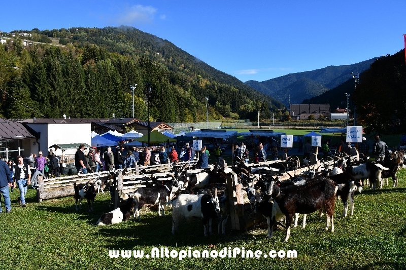 12°  mostra provinciale Capra Pezzata Mochena - Centrale di Bedollo 2018