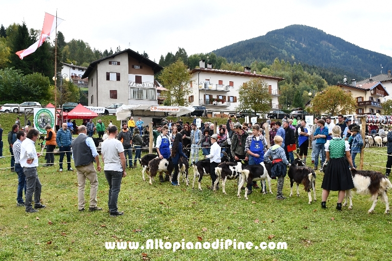 12°  mostra provinciale Capra Pezzata Mochena - Centrale di Bedollo 2018