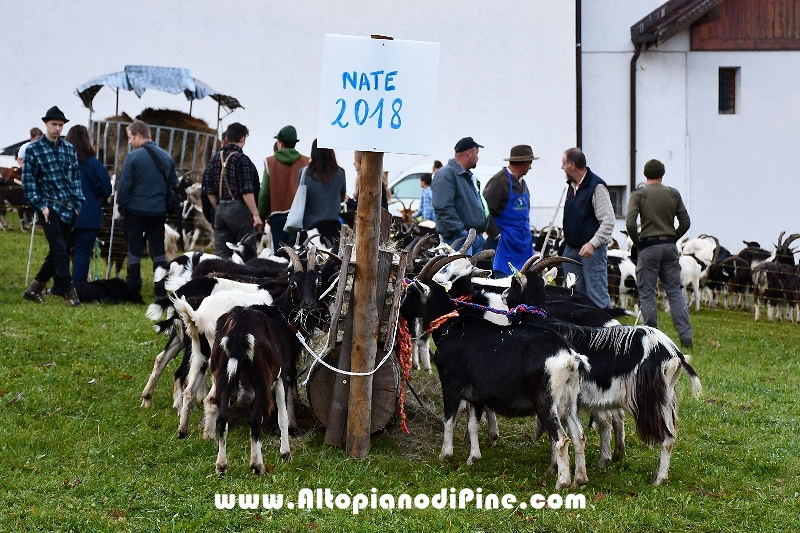 12°  mostra provinciale Capra Pezzata Mochena - Centrale di Bedollo 2018