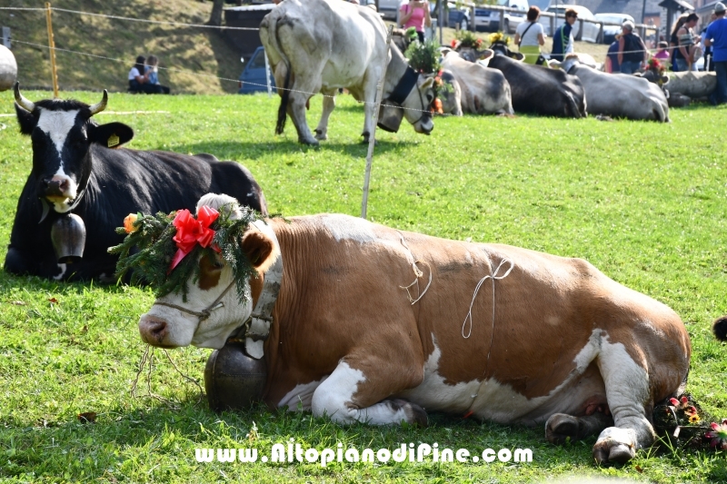 Desmalgada 2018 - Centrale di Bedollo