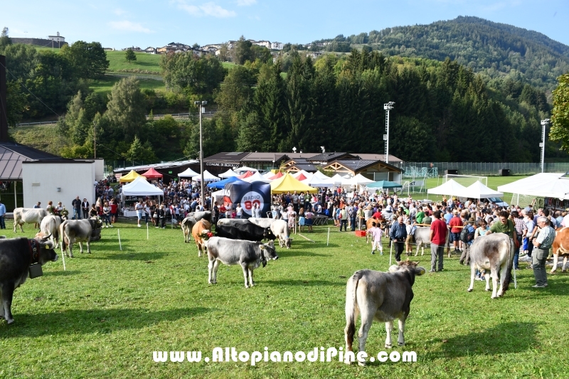 Desmalgada 2018 - Centrale di Bedollo