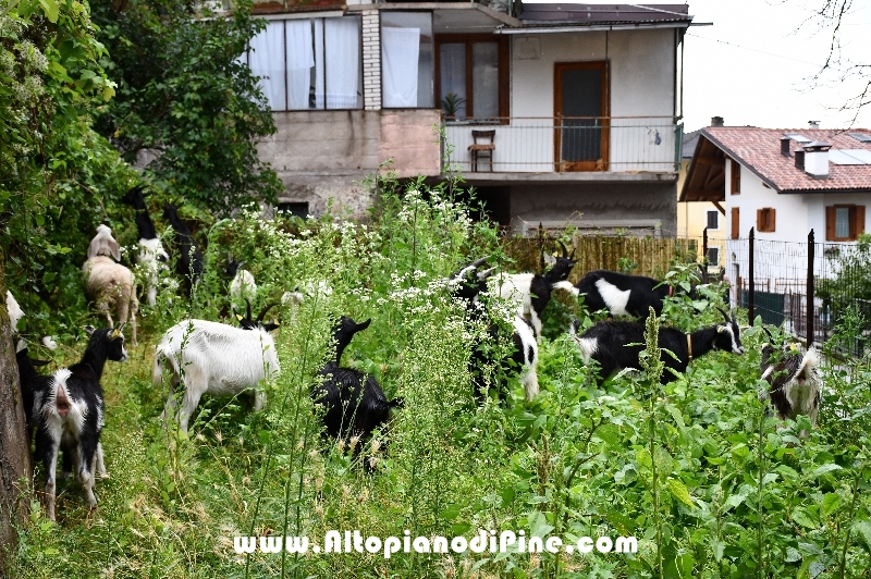 Antichi Mestieri ai Fregoloti - Montagnaga Baselga di Piné  2018