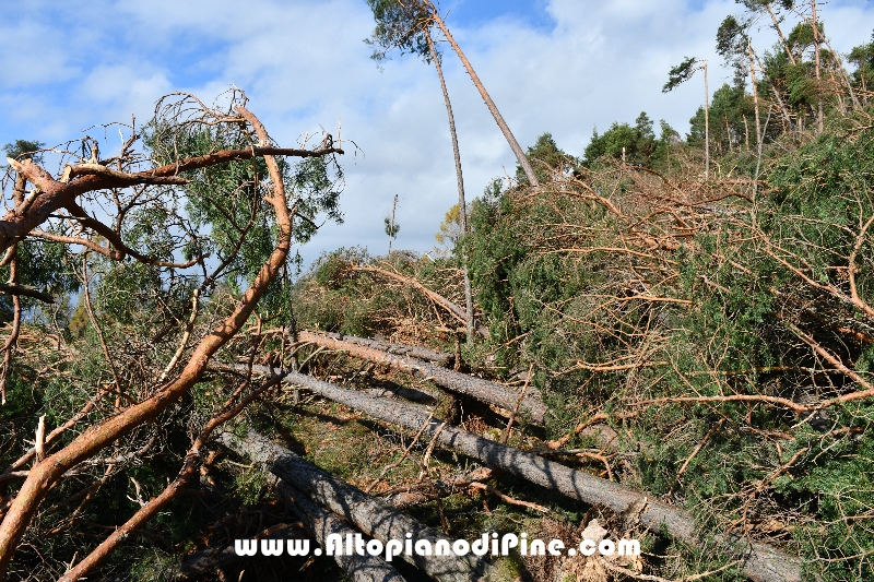 Effetti della tempesta Vaia - ottobre/novembre 2018