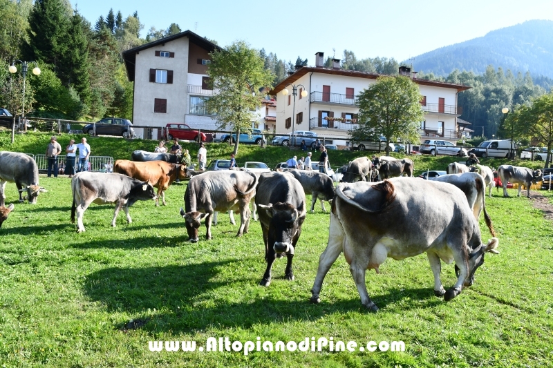 Desmalgada 2019 - Centrale di Bedollo