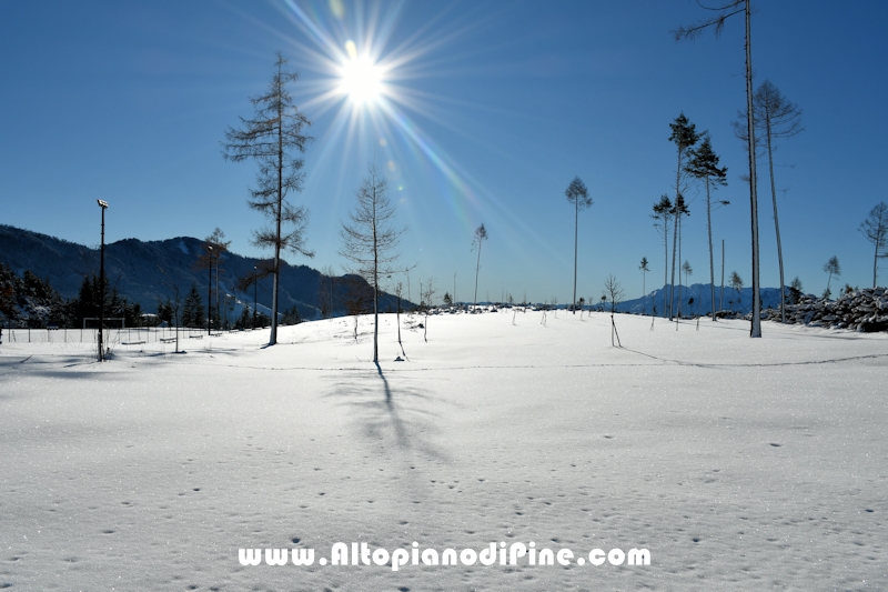 Lavori di ripristino pineta e area di Bedolpian - dicembre2020