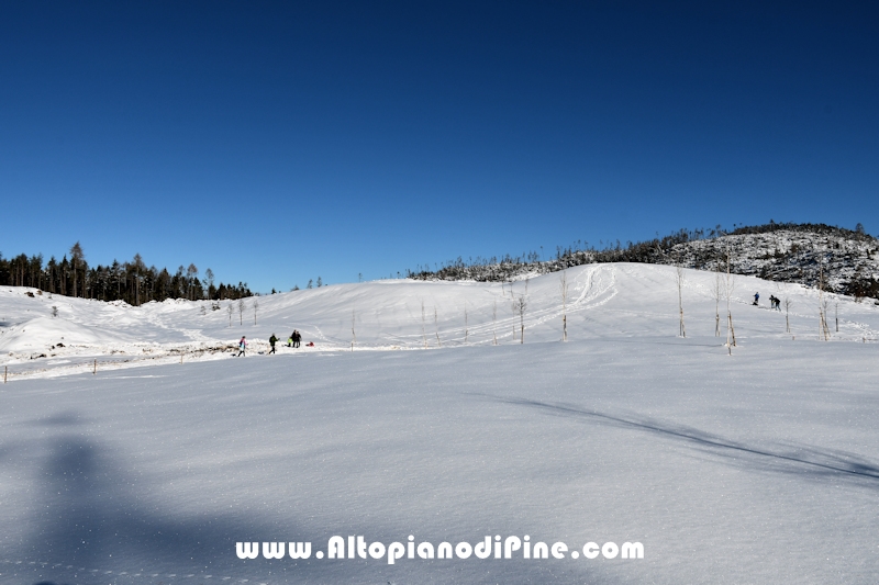 Lavori di ripristino pineta e area di Bedolpian - dicembre2020