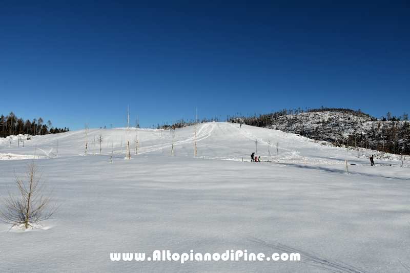 Lavori di ripristino pineta e area di Bedolpian - dicembre2020