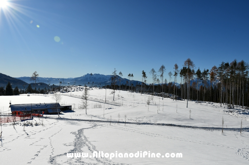 Lavori di ripristino pineta e area di Bedolpian - dicembre2020