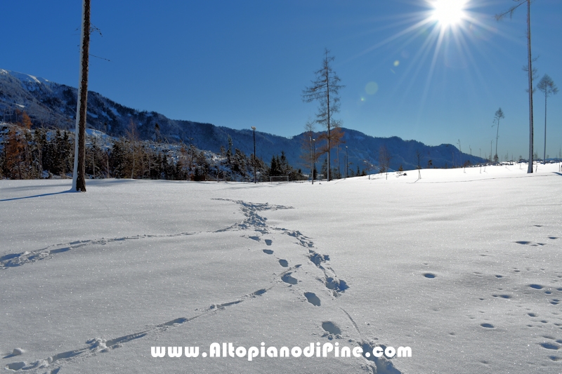 Lavori di ripristino pineta e area di Bedolpian - dicembre2020