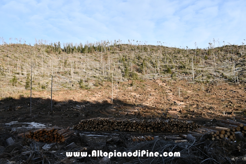 Lavori nel bosco di Bedolpian - gennaio 2020