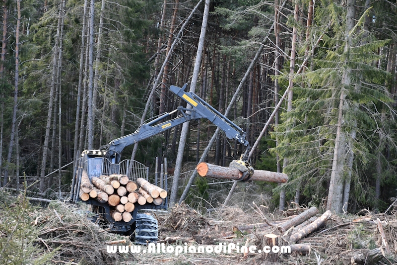 Lavori nel bosco di Bedolpian - gennaio 2020