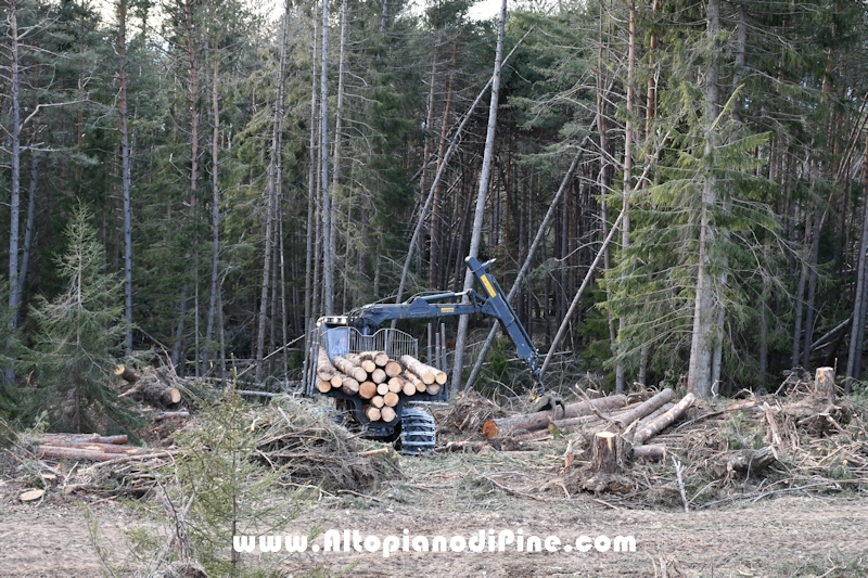 Lavori nel bosco di Bedolpian - gennaio 2020