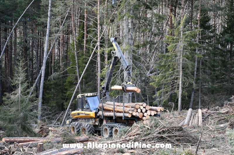 Lavori nel bosco di Bedolpian - gennaio 2020
