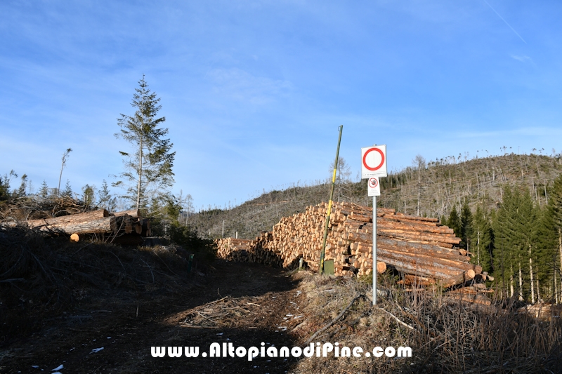 Lavori nel bosco di Bedolpian - gennaio 2020