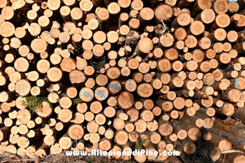 Lavori nel bosco di Bedolpian - gennaio 2020