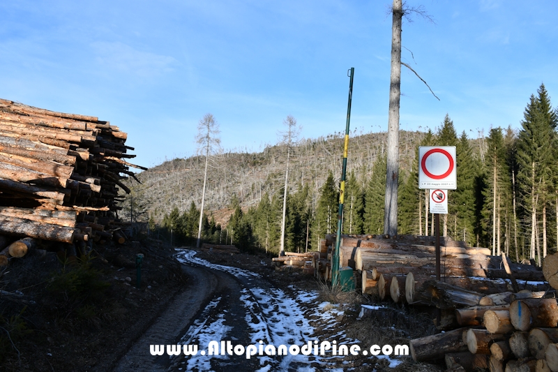 Lavori nel bosco di Bedolpian - gennaio 2020