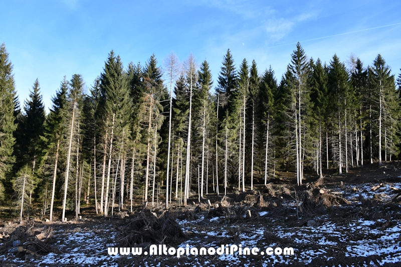 Lavori nel bosco di Bedolpian - gennaio 2020