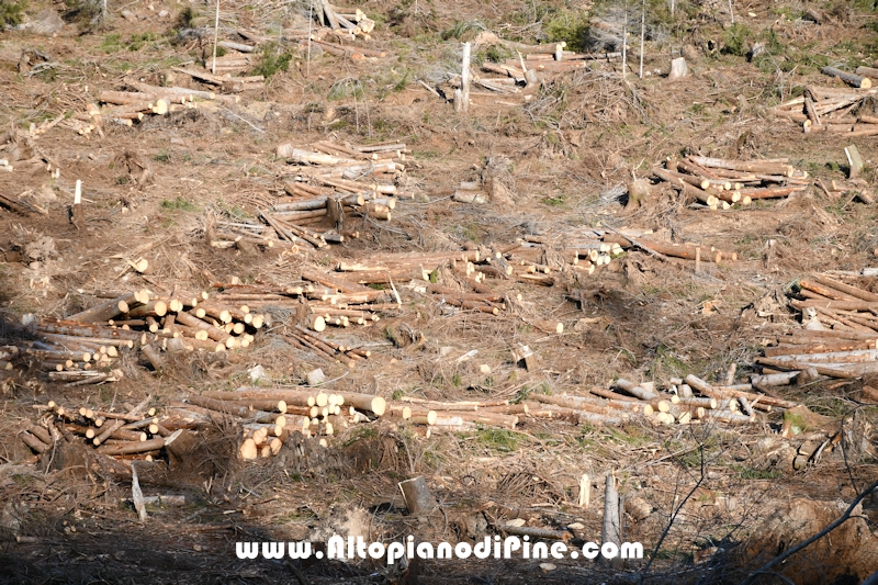 Lavori nel bosco di Bedolpian - gennaio 2020