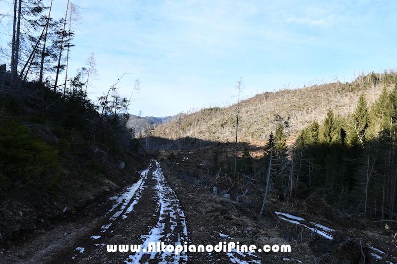 Lavori nel bosco di Bedolpian - gennaio 2020