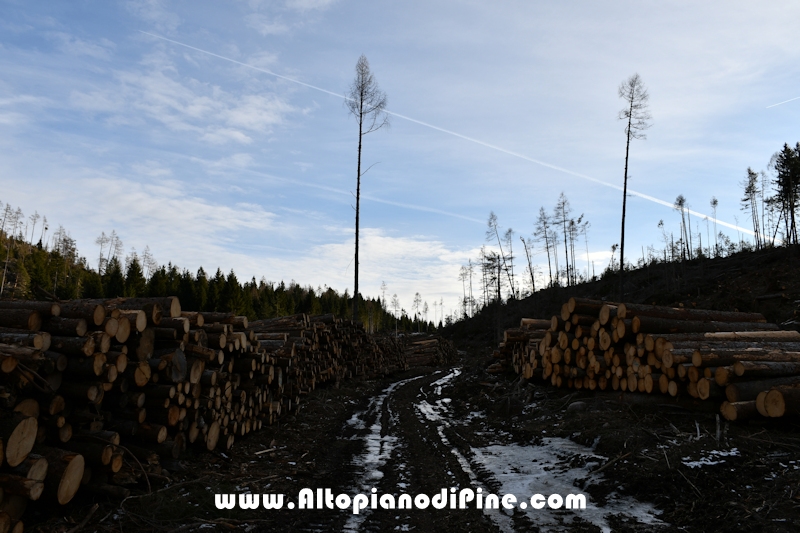 Lavori nel bosco di Bedolpian - gennaio 2020