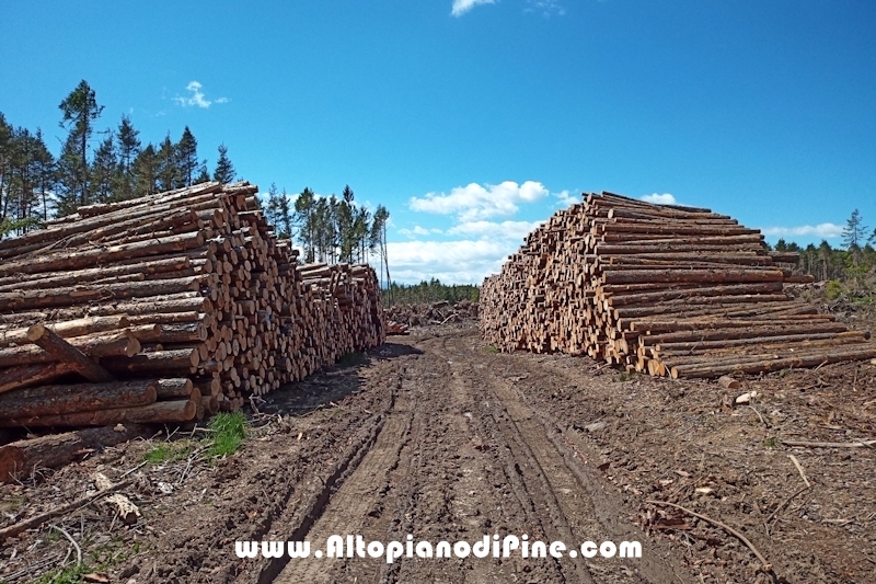 Lavori nel bosco di Bedolpian - giugno 2020