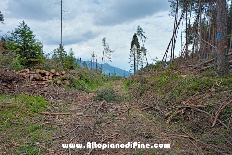 Lavori nel bosco di Bedolpian - giugno 2020
