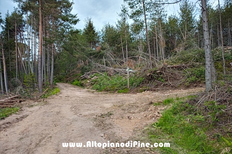 Lavori nel bosco di Bedolpian - giugno 2020