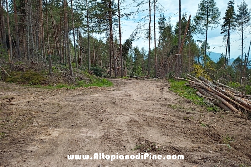 Lavori nel bosco di Bedolpian - giugno 2020