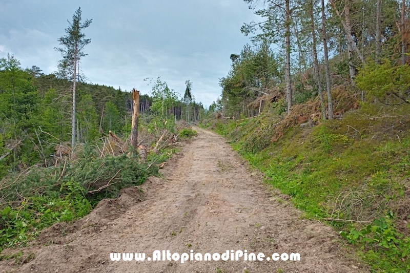 Lavori nel bosco di Bedolpian - giugno 2020