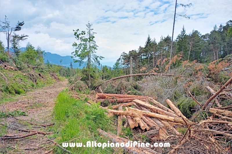 Lavori nel bosco di Bedolpian - giugno 2020